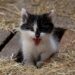 The Ultimate Guide to Hypoallergenic Cats for Kids with Allergies
