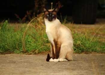 Discover the Charm of Medium Sized Cat Breeds That Don’t Shed Much: A Guide for Allergy-Sufferers