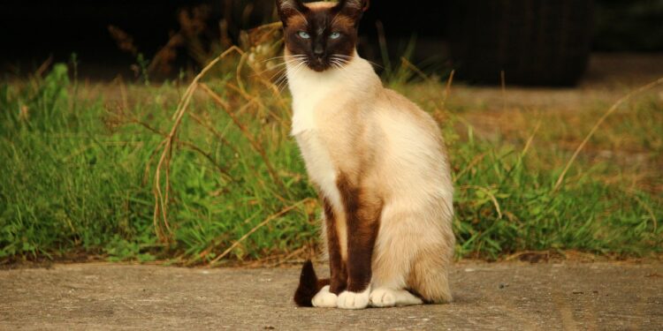 Discover the Charm of Medium Sized Cat Breeds That Don’t Shed Much: A Guide for Allergy-Sufferers