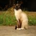 Discover the Charm of Medium Sized Cat Breeds That Don’t Shed Much: A Guide for Allergy-Sufferers