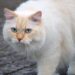 Unveiling the Mystery: Why Cats Sit in Boxes All the Time