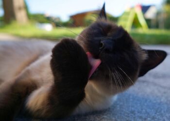 Unveiling the Charm: Medium Sized Cats with Friendly Personality
