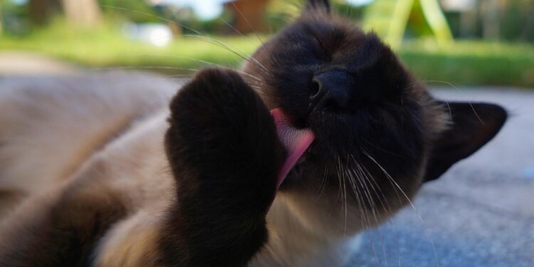 Unveiling the Charm: Medium Sized Cats with Friendly Personality