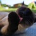 Unveiling the Charm: Medium Sized Cats with Friendly Personality
