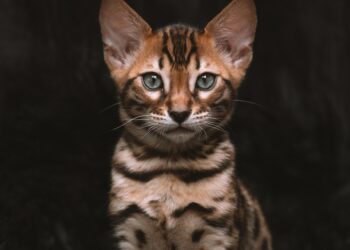 Unlocking the Secrets of Natural Cat Wellness Methods for a Happier Pet