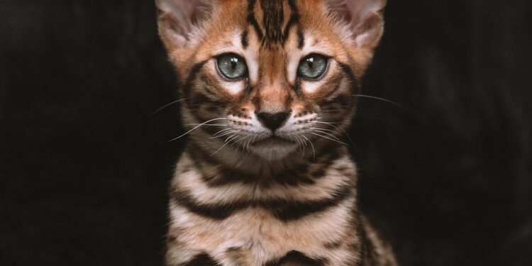 Unlocking the Secrets of Natural Cat Wellness Methods for a Happier Pet