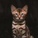 Unlocking the Secrets of Natural Cat Wellness Methods for a Happier Pet