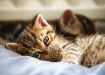 Ultimate Guide to Cat Feeding Tips and Schedule: Keep Your Feline Healthy