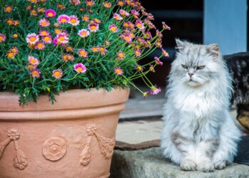 Discover the Best Medium Sized Cats for Indoor Living: Comprehensive Guide