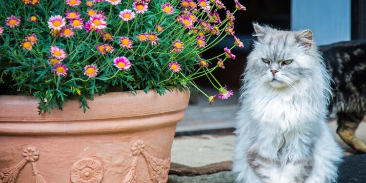 Discover the Best Medium Sized Cats for Indoor Living: Comprehensive Guide