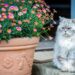 Discover the Best Medium Sized Cats for Indoor Living: Comprehensive Guide
