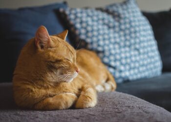 The Ultimate Guide to the Best Cats for Apartment Beginners