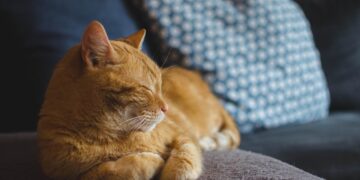 The Ultimate Guide to the Best Cats for Apartment Beginners