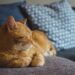 The Ultimate Guide to the Best Cats for Apartment Beginners