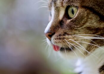 Top Breeds of Apartment Cats That Don’t Meow Much: A Quiet Companion Guide