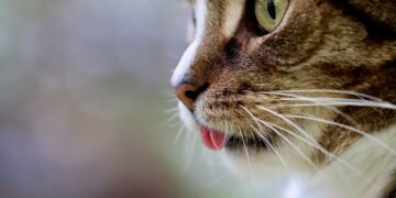 Top Breeds of Apartment Cats That Don’t Meow Much: A Quiet Companion Guide