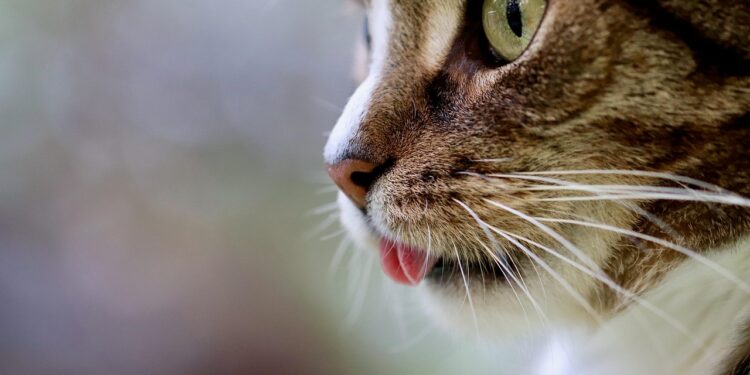 Top Breeds of Apartment Cats That Don’t Meow Much: A Quiet Companion Guide