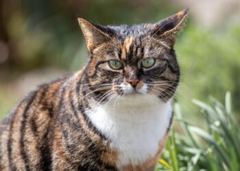 Unlock Endless Fun: Expert Cat Playtime Tips to Keep Your Kitty Happy