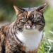 Unlock Endless Fun: Expert Cat Playtime Tips to Keep Your Kitty Happy