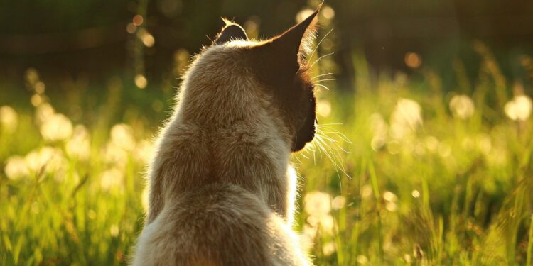 Discover the Charm of Medium Sized Cats That Stay Small Adults: A Guide to Compact Companions