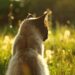 Discover the Charm of Medium Sized Cats That Stay Small Adults: A Guide to Compact Companions