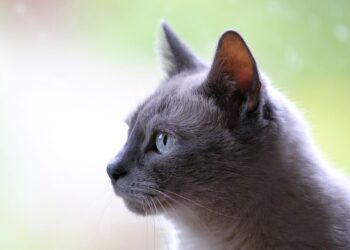 Soothing Your Feline: How to Calm an Aggressive Cat Naturally