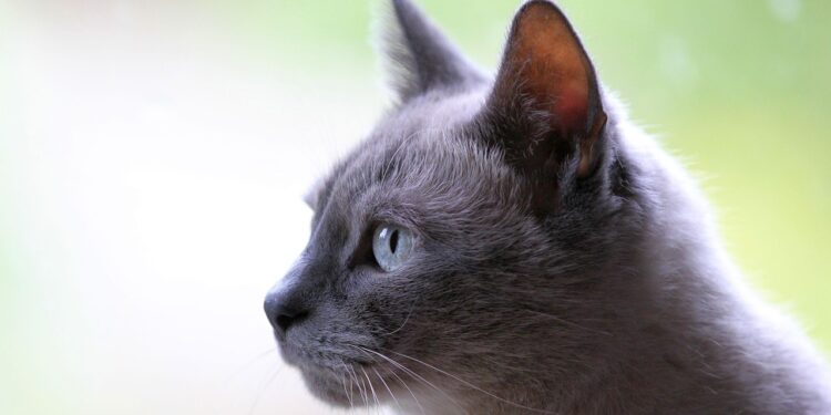 Soothing Your Feline: How to Calm an Aggressive Cat Naturally