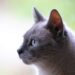 Soothing Your Feline: How to Calm an Aggressive Cat Naturally
