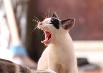 Discover the Best Indoor Only Cats for Apartments: Perfect Feline Companions