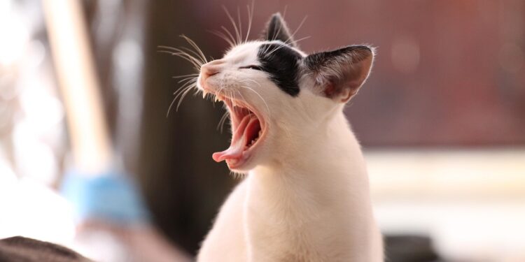 Discover the Best Indoor Only Cats for Apartments: Perfect Feline Companions