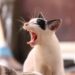 Discover the Best Indoor Only Cats for Apartments: Perfect Feline Companions