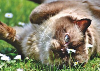Exploring the Charm of Popular Medium-Sized Cat Breeds: A Complete Guide