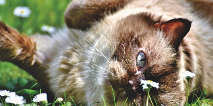 Exploring the Charm of Popular Medium-Sized Cat Breeds: A Complete Guide