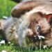 Exploring the Charm of Popular Medium-Sized Cat Breeds: A Complete Guide