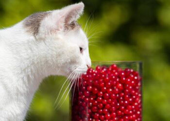 Discover the Best Hypoallergenic Cat Food Brands for Your Furry Friend