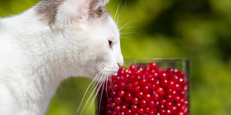 Discover the Best Hypoallergenic Cat Food Brands for Your Furry Friend