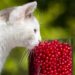 Discover the Best Hypoallergenic Cat Food Brands for Your Furry Friend
