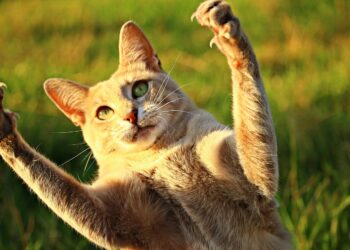 Discover the Coziest Medium-Sized Lap Cat Breeds for Snuggly Evenings