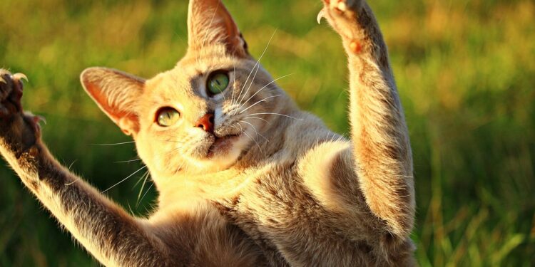 Discover the Coziest Medium-Sized Lap Cat Breeds for Snuggly Evenings