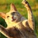Discover the Coziest Medium-Sized Lap Cat Breeds for Snuggly Evenings