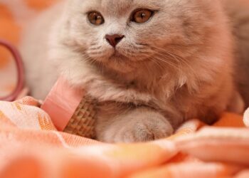 Discover the Best Lazy Cat Breeds for Apartments: A Cozy Fit for Small Spaces