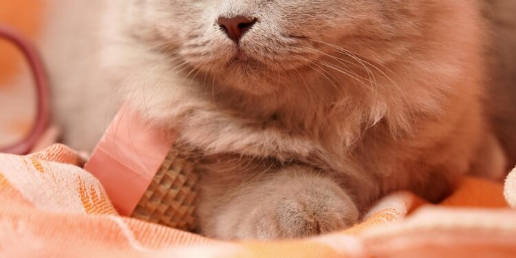 Discover the Best Lazy Cat Breeds for Apartments: A Cozy Fit for Small Spaces