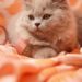 Discover the Best Lazy Cat Breeds for Apartments: A Cozy Fit for Small Spaces