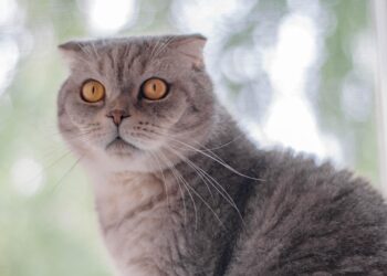 Discover the Charm of Medium-Sized Cat Breeds: Perfect Companions for Any Home