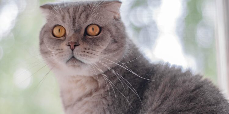 Discover the Charm of Medium-Sized Cat Breeds: Perfect Companions for Any Home