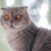 Discover the Charm of Medium-Sized Cat Breeds: Perfect Companions for Any Home
