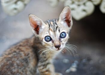 Unravelling the Mystery: What Does Your Cat Hissing at Nothing Mean?