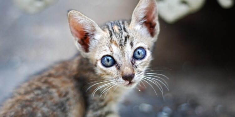 Unravelling the Mystery: What Does Your Cat Hissing at Nothing Mean?