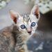 Unravelling the Mystery: What Does Your Cat Hissing at Nothing Mean?
