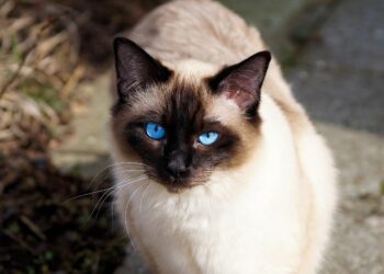 Discover the Joy of Quiet Medium Sized Cat Breeds: Perfect Companions